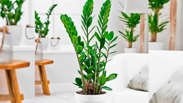zamioculcas jak uprawiać