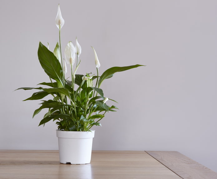 jak kwitnie spathiphyllum