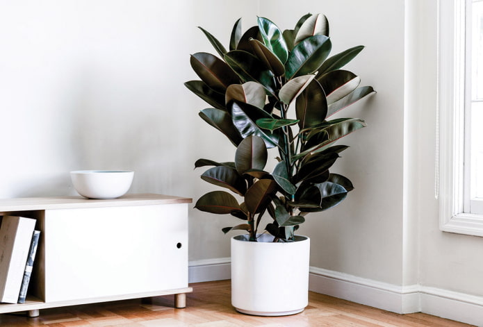 ficus w cieniu