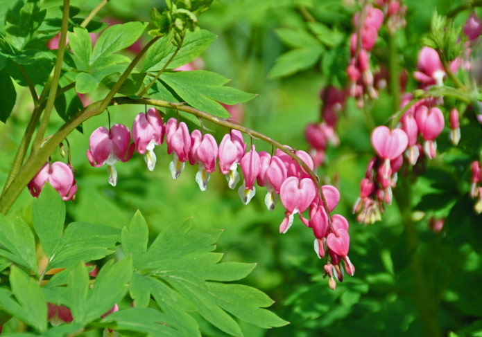 kwiaty dicentra