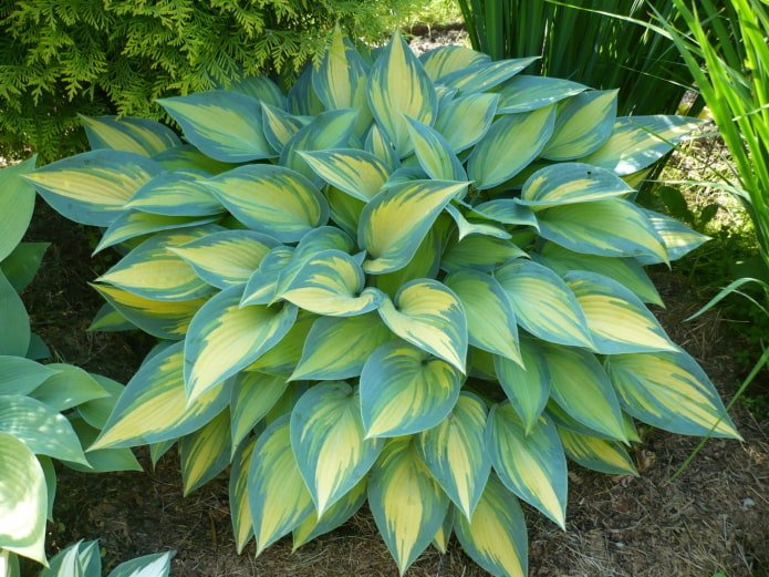niebieska hosta