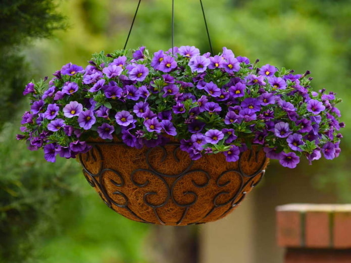 calibrachoa w doniczce na zewnątrz