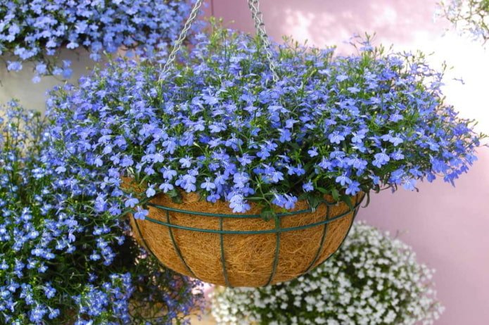 lobelia w doniczce ogrodowej