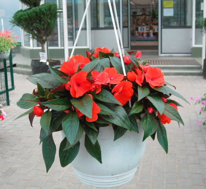 balsam w doniczce zewnętrznej