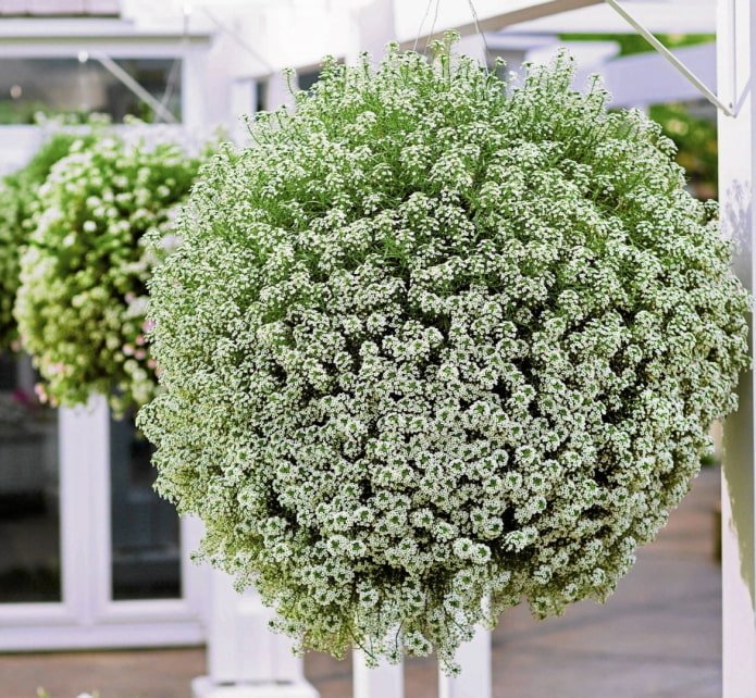Alyssum w doniczce na zewnątrz