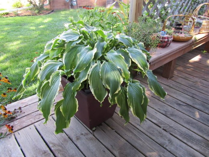 hosta w doniczce na zewnątrz