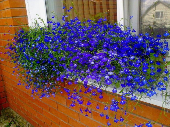 lobelia na parapecie