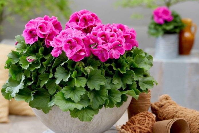 różowa pelargonia w doniczce