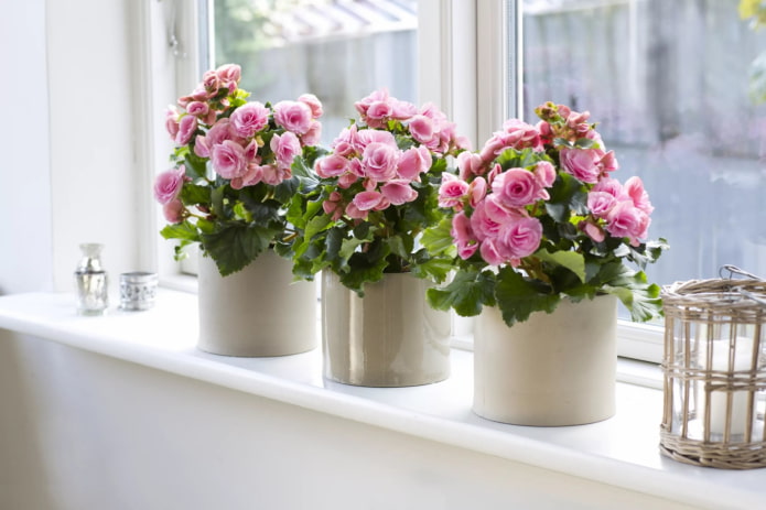 kwitnąca begonia