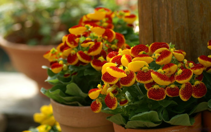 uprawa calceolarii