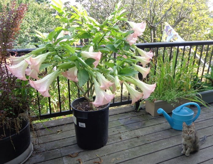datura w doniczce