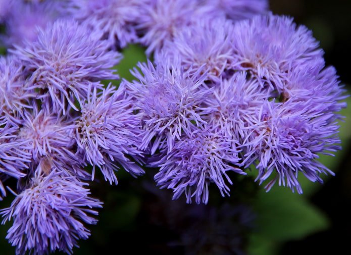 jak kwitnie ageratum