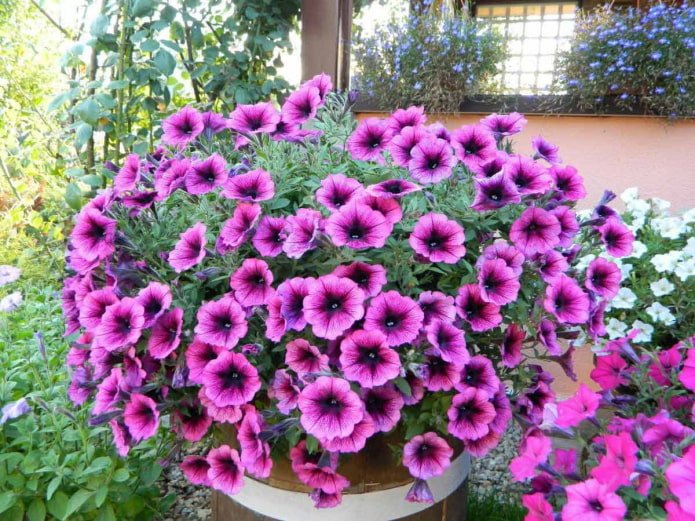 Petunia hybrydowa