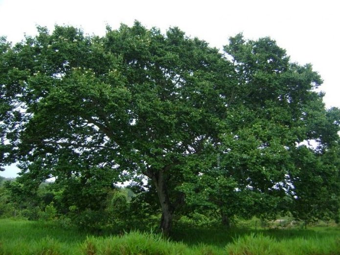 dąb