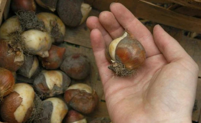 dobra cebulka tulipana
