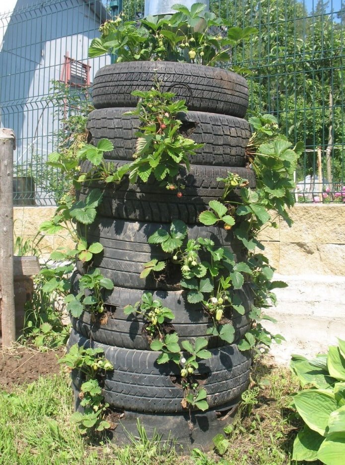 Truskawki w oponach