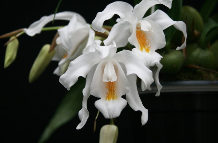 Kwiaty Coelogyne