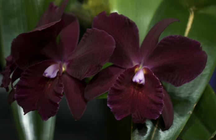 ciemna orchidea