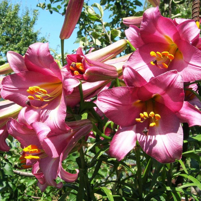 Kwiatostan odmiany Pink Perfection
