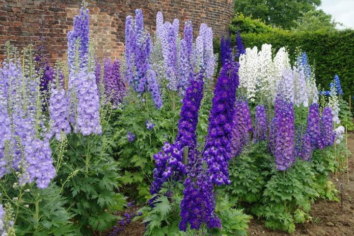 Luksusowe delphiniums