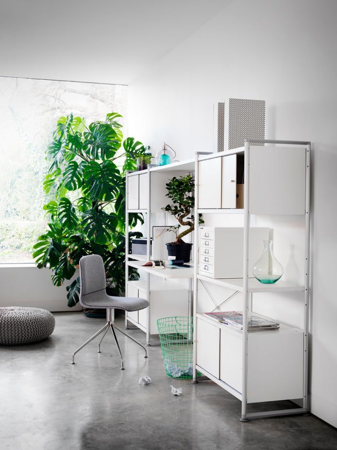 Monstera w biurze