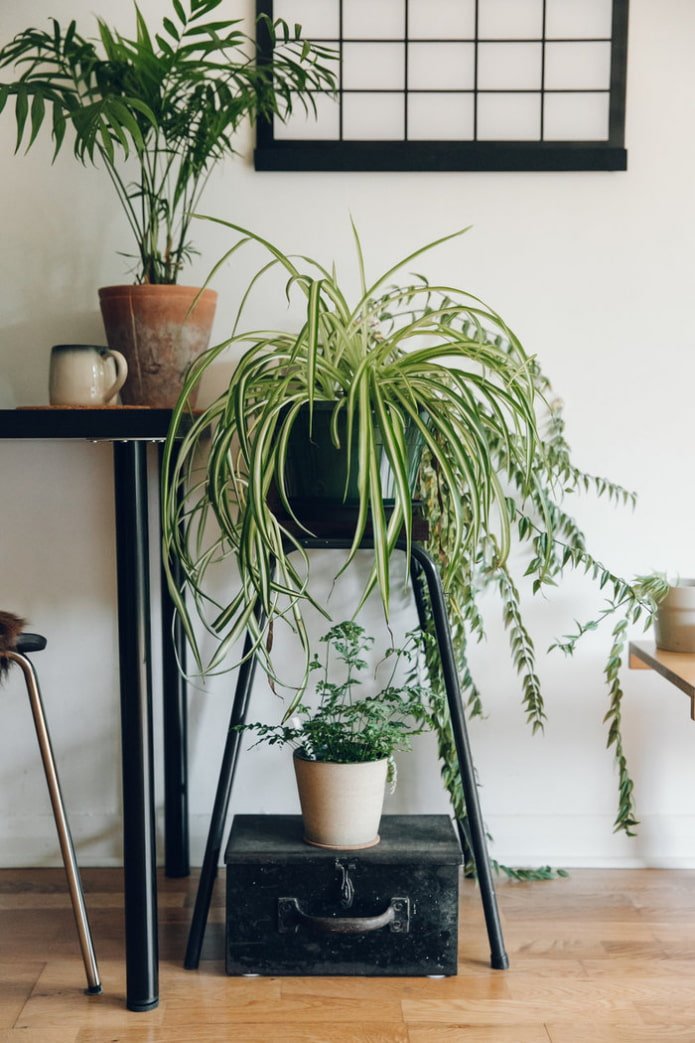 Chlorophytum we wnętrzu