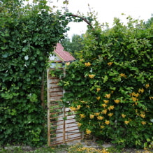 19 roślin pnących na ogrodzenie-4