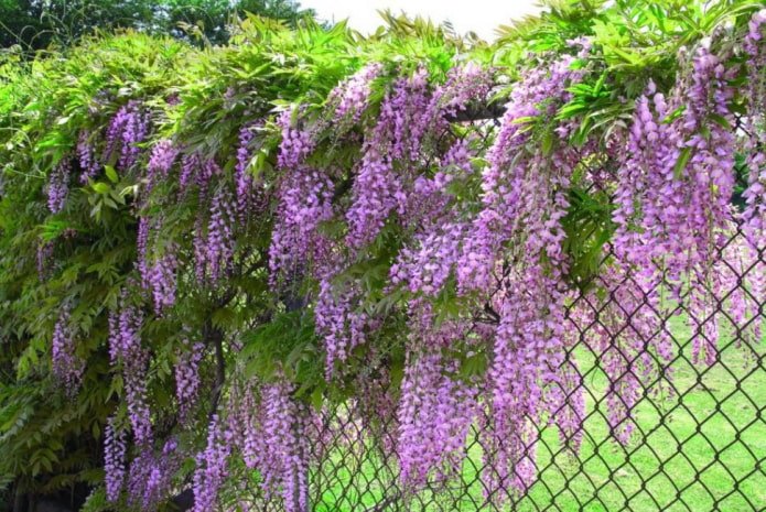 wisteria na płocie