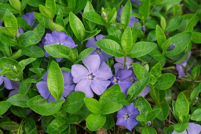 kwiaty periwinkle