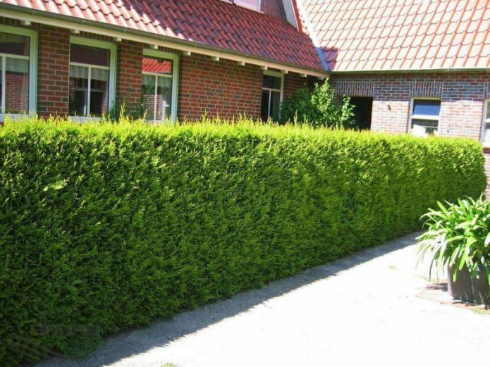 Żywopłot z tui odmiany Brabant