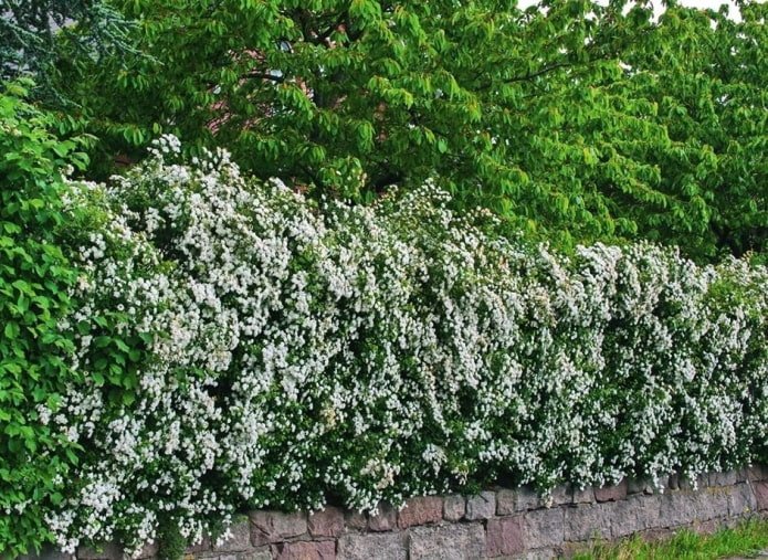 Żywopłot z krwistoczerwonego głogu w rozkwicie
