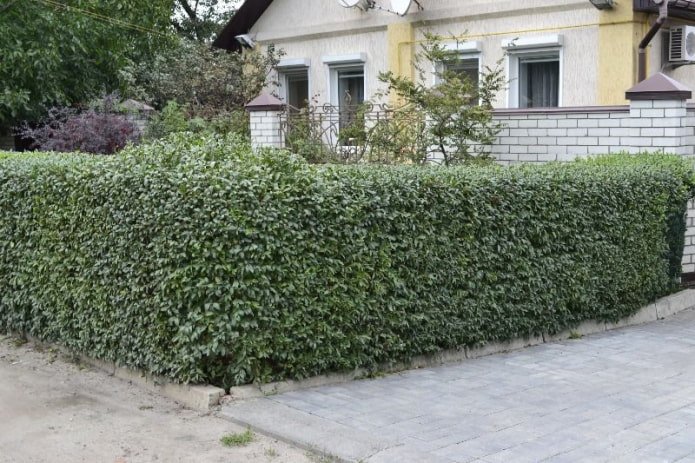 Żywopłot ligustrowy
